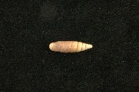 藏品(似謝氏煙管蝸牛)的圖片